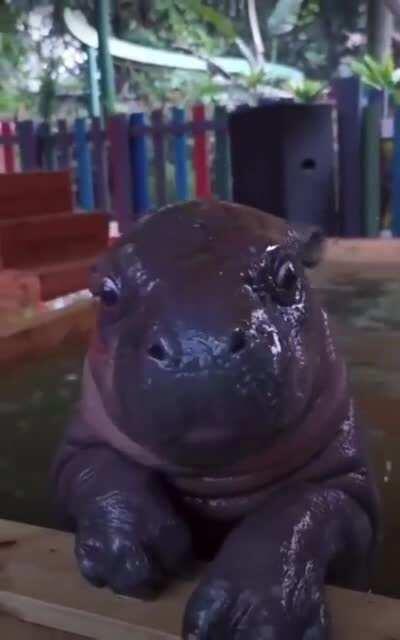 Baby hippo