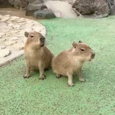 I bet you never heard the sound of baby capybaras