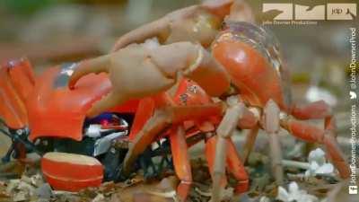 Robotic Spy Crab joins thousands of Christmas Island crabs as they march to the sea.