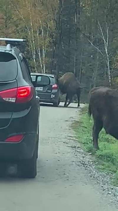 Today at parc omega