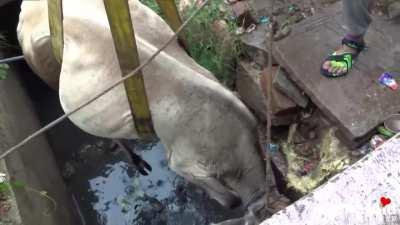 Animal rescuers bring cow back into the canal.