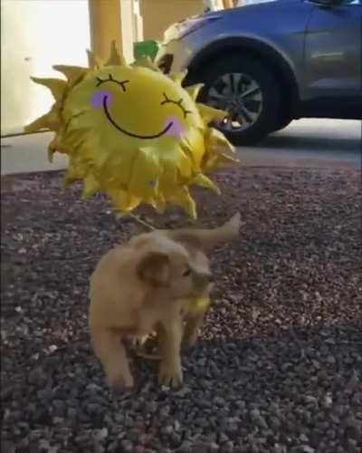 Bringing some sunshine to your day