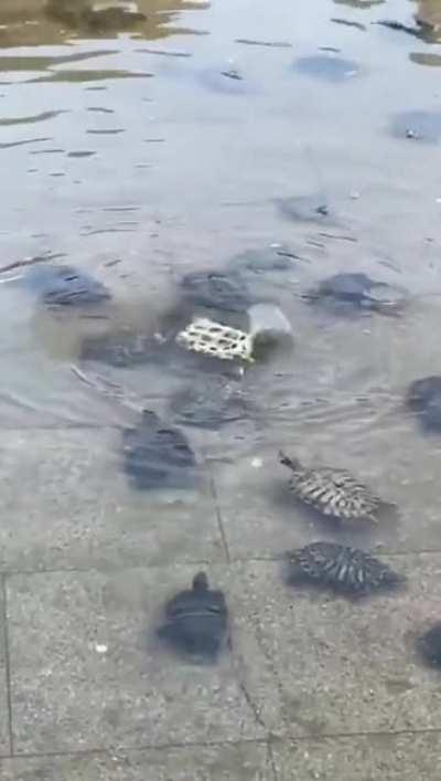 A group of turtles assist one of their kind who was accidentally flipped over, helping their comrade be flipped right-side up