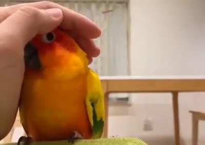 Parrot realizing that this person's hand is friendly
