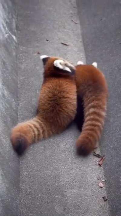 Red Panda Bread