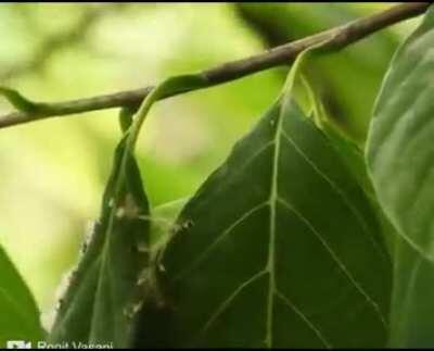 🔥 Tailor bird Tailoring his nest in a very beautiful way