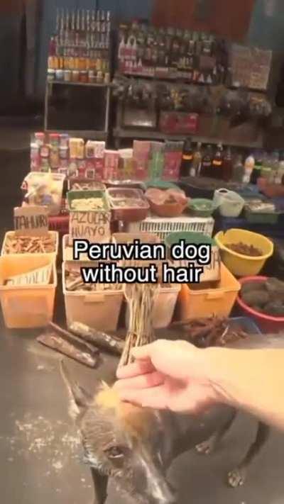 Perro Peruano