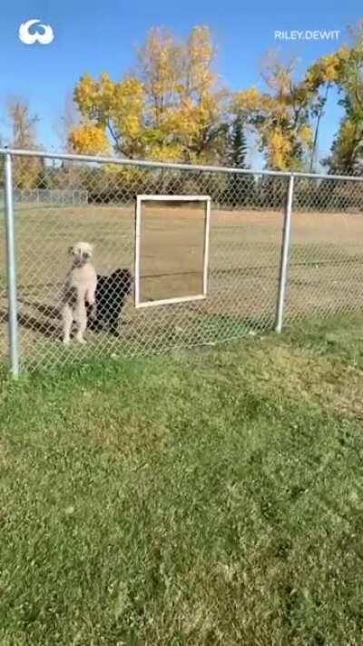 to get to the other side of the fence together