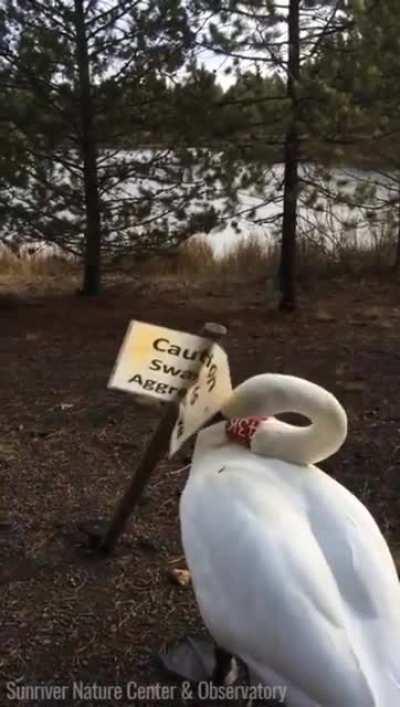 Caution Swan Is Aggressive
