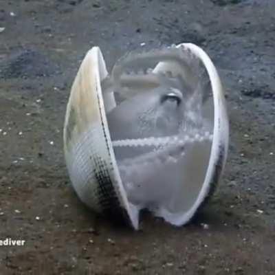 🔥 This little octopus getting inside a clam shell.