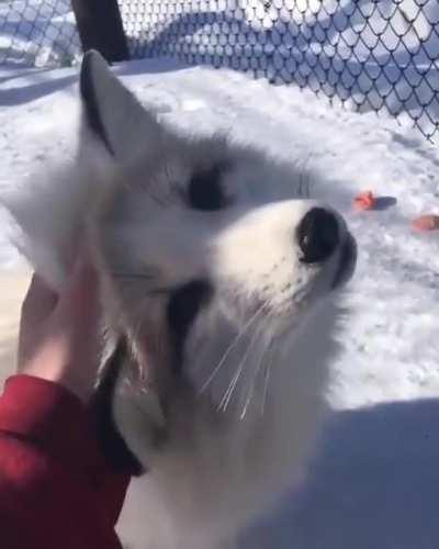 Fluffy Marble Fox