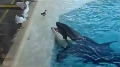 🔥 Orca uses a fish for catching bird