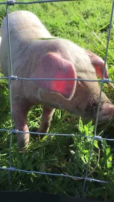 Two cute piglets munching grass