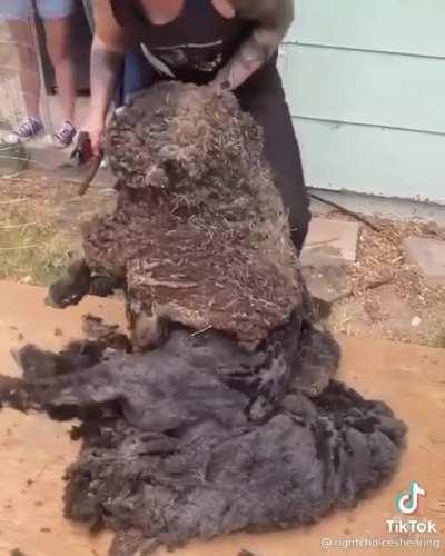 A well deserved hair cut for a handsome sheep!