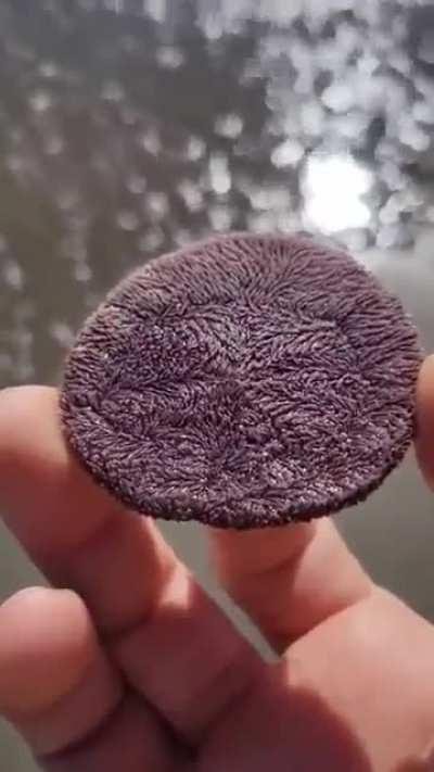 🔥 This is a &quot;Sand Dollar&quot;