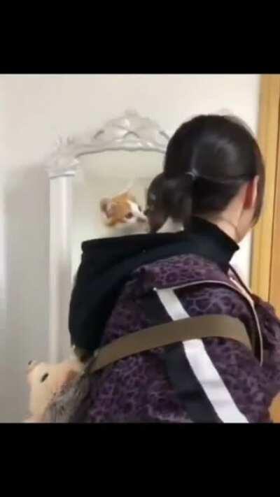 Cat friendly hairdo