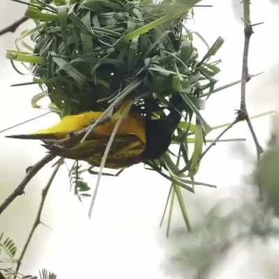 Weaverbird Building its basket nest entirely out of woven grass blades.