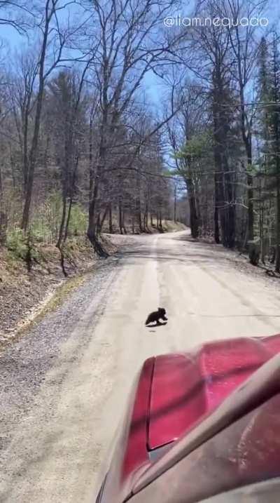 🔥 Bear cub's stranger danger