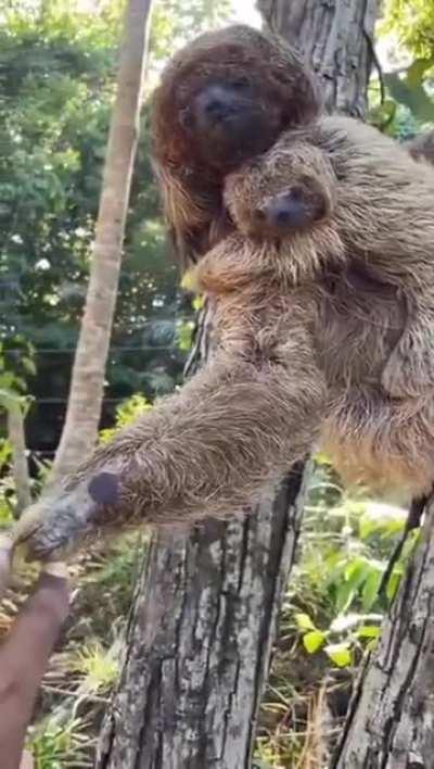 Sloth mom extends hand to the photographer who helped her baby