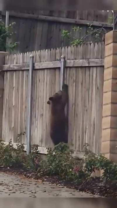 These cute bear cubs are taught a lesson in survival by their mama bear