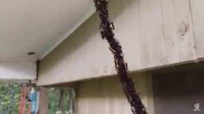 Fire ants form liveing rope to attack wasp nest