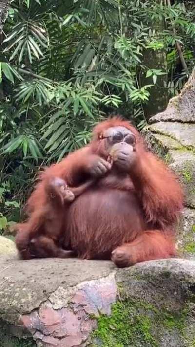 A curious orangutan trying on a pair of sunglasses that fell into its enclosure