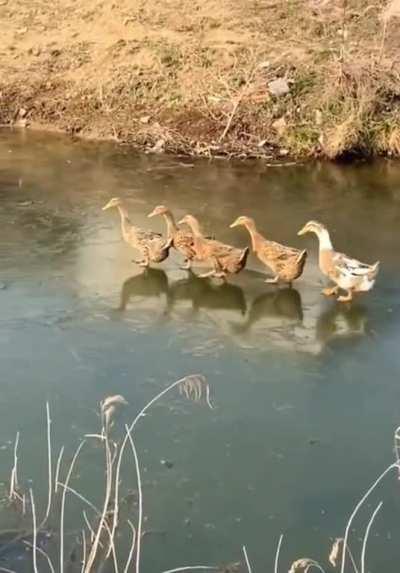 These ducks breaking through a layer of ice