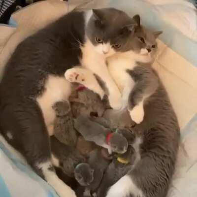 Cat family