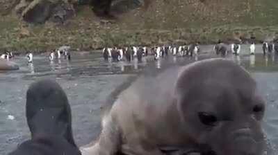 A wildlife photographer was photographing elephant seals on a beach and a baby came over to check him out.