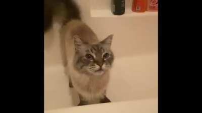 Compilation of Orion meowing at 2am because he wants bathtub water