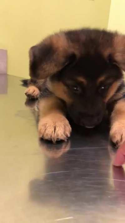 Puppers Being Cute At His First Vet Appointment