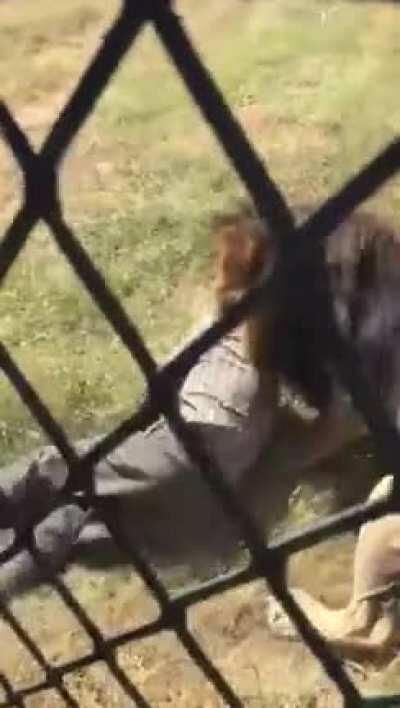 British man dragged away by lion after going into South African enclosure (he survived)