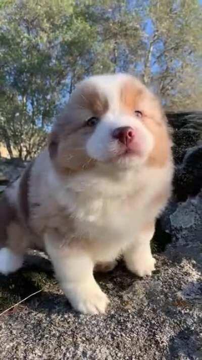 Puppy howling on a rock