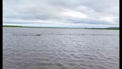 Buck swims for its life from Crocodile