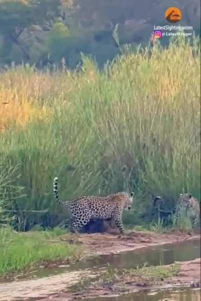 honey badger escapes 3 leopards 