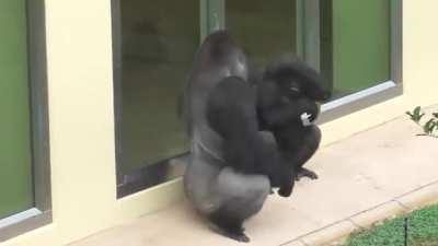 Father gorilla enjoying the rain and his son pretending that he does to. Trying to be like his role model