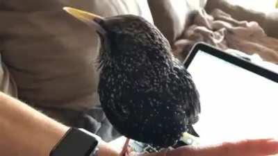 European Starlings are masters of mimicry.