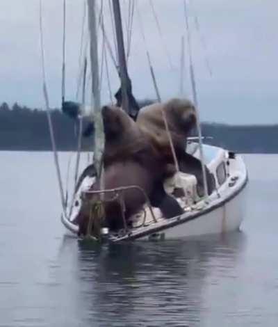 Boats and sea lions 😂