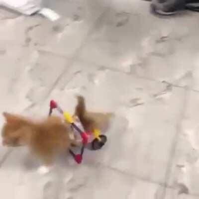 Heckin Fast!!