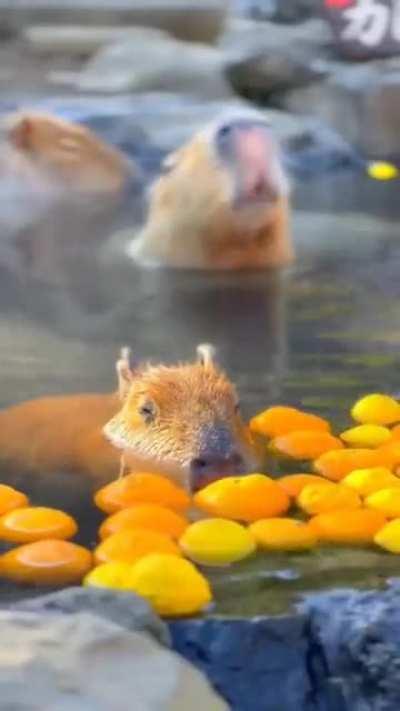 Family of chupacabras enjoying a bath in the hot spring