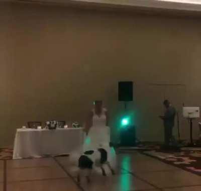 Dog's first ever dance