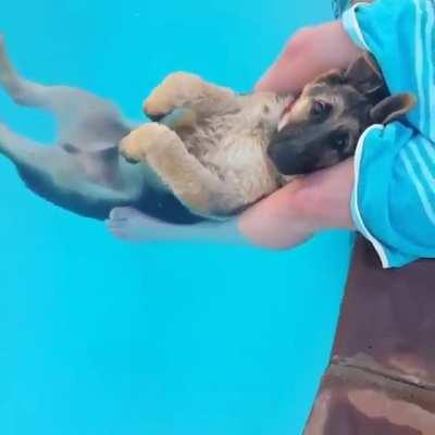 Chilled out German Shepherd relaxing in the pool