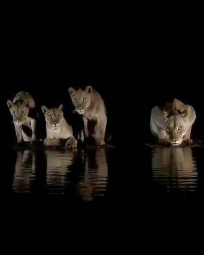 Lions by night 🔥