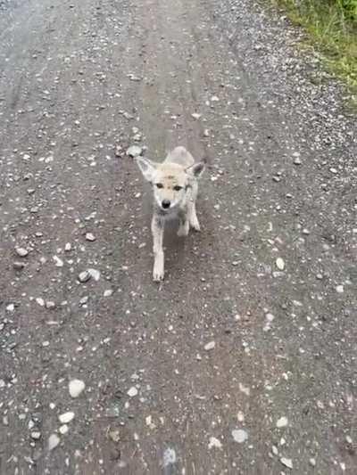 coyote pup rare find