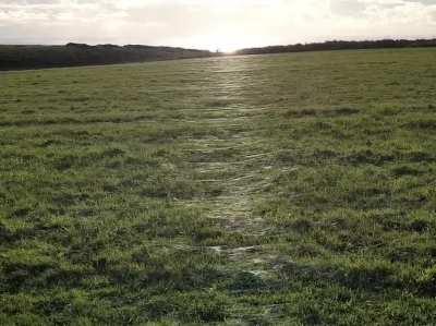 A SHINING GOLDEN CARPET OF COBWEBS