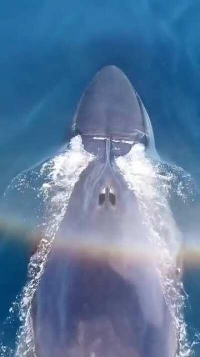 🔥 A giant Fin Whale taking a breath