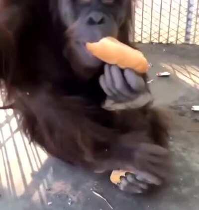 Monky breakfast