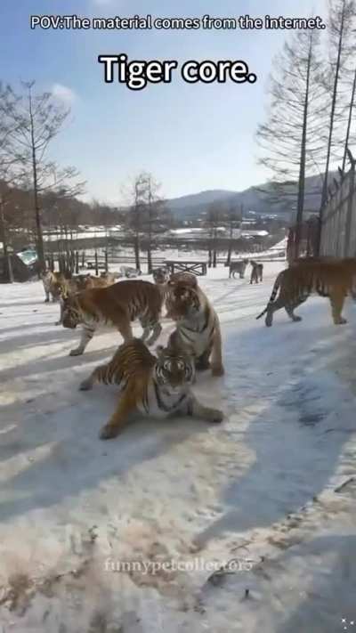 Big wunks