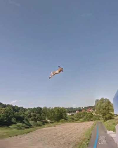 flying rabbit caught on google maps!