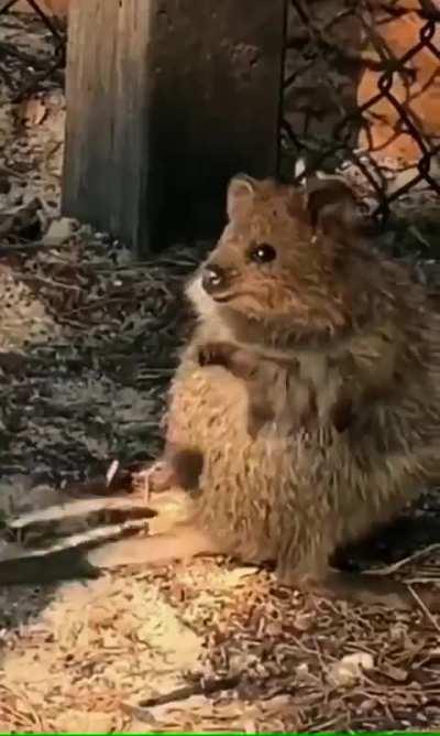 Quokka loves to watch juggling